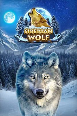 Siberian Wolf